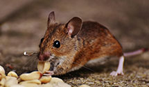 24 Hour & Emergency Exterminators in Green Fields, PA
